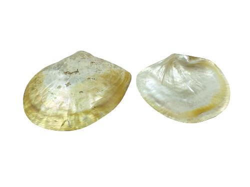 MADREPERLA SEGUNDAS 17-20cm