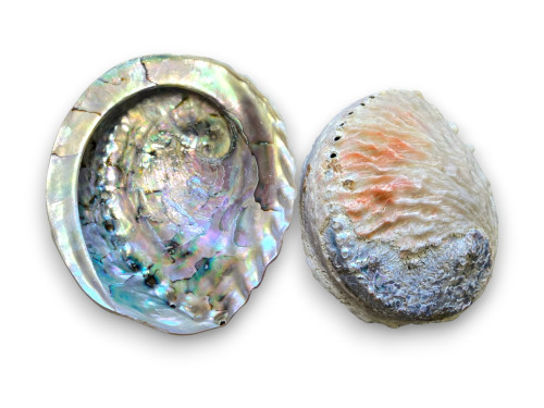 HALIOTIS MIDAEA GRIS NATURAL 14cm pack 5