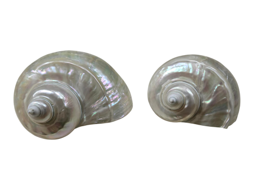 TURBO MARMORATUS NACAR