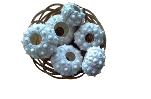 ERIZO CIDARIS 07-09cm SPUTNIK(bolsa 12 und)