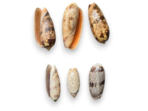 OLIVA MINEACEA pack 25