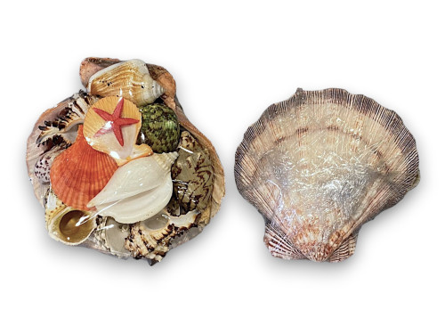 LIONS PAW PAQUETE CONCHAS pack 4