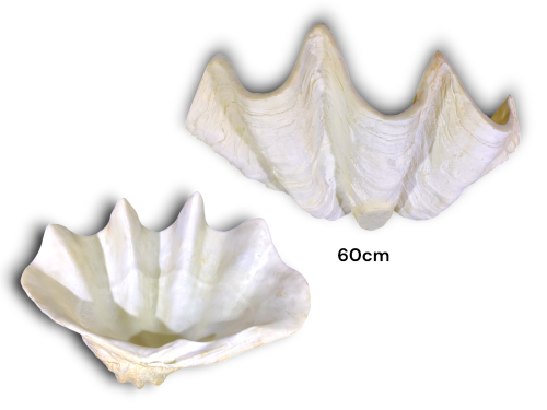TRIDAGNA GIGAS RESINA 60cm