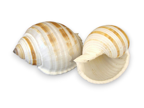 TONNA SULCOSA 10-11cm