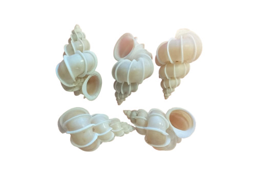 EPITONIUM SCALARE 03-04cm