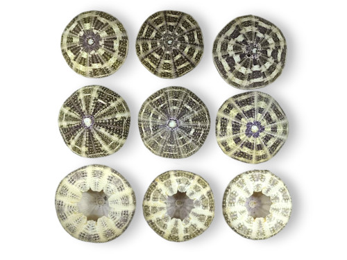 ERIZO ALFONSO 7-8cm ( Pack 20pcs)