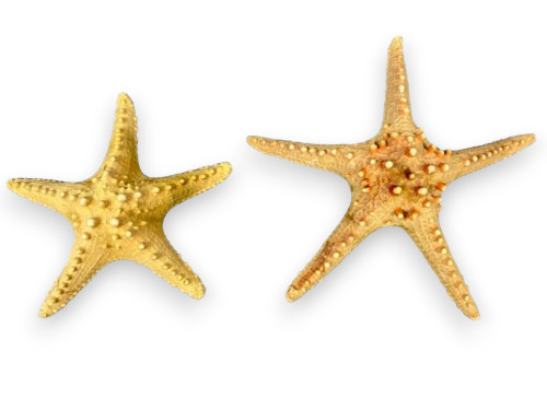 ESTRELLA LONGSPINE NATUR