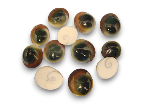 OPERCULO bolsa 50pcs