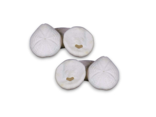 ERIZO BISCUIT 05cm pack 25