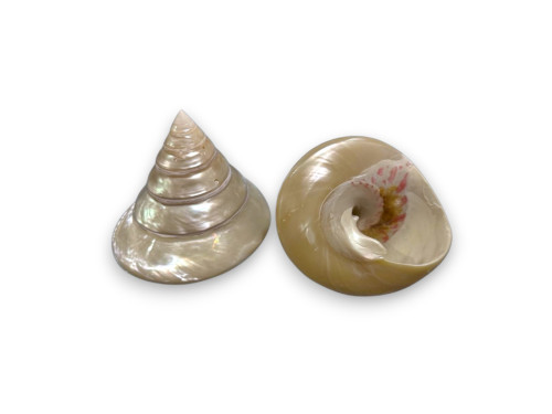 TROCHA NACAR 10-12cm