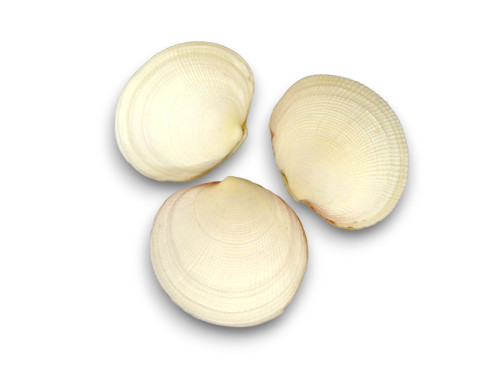 CLAM TIGRINA NATURAL 09cm pack 25