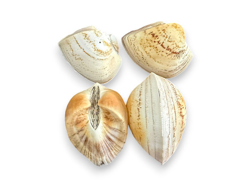 CURCUBELLA LAVIATA 08-10cm