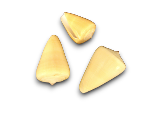 CONUS VIRGO 07cm Pack 25