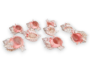 MUREX BICOLOR 08-10cm (pack 25)